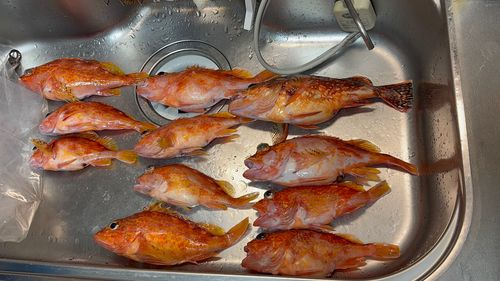 アヤメカサゴの釣果