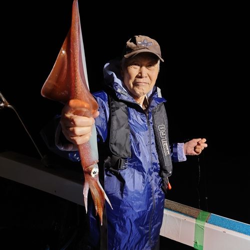 ヤリイカの釣果