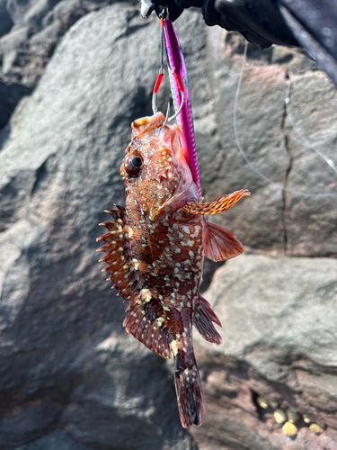 カサゴの釣果