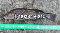 アイナメの釣果