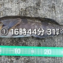 アイナメ