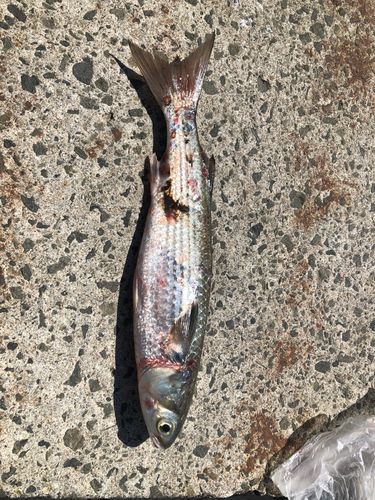 ボラの釣果