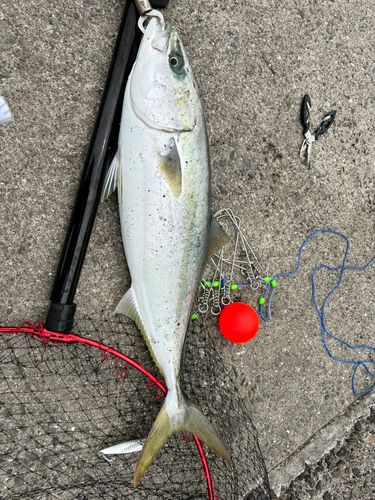 ハマチの釣果