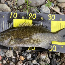 スモールマウスバス