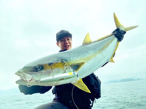 ヒラマサの釣果