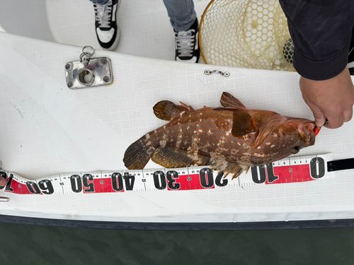キジハタの釣果