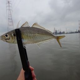 アジ
