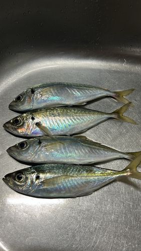 マアジの釣果