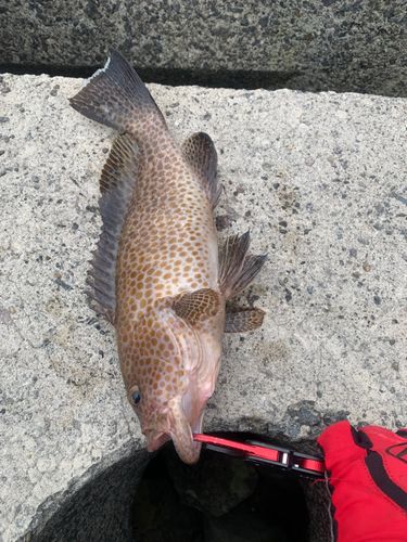 オオモンハタの釣果