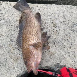 オオモンハタ