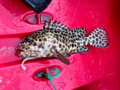 モヨウハタの釣果