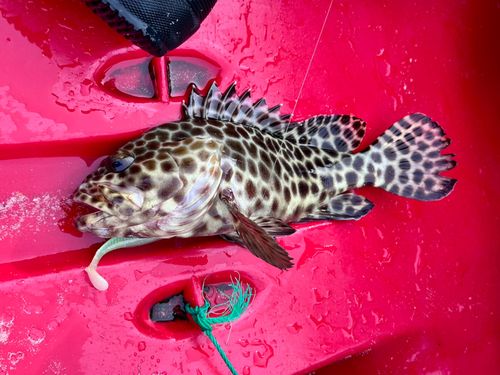 モヨウハタの釣果