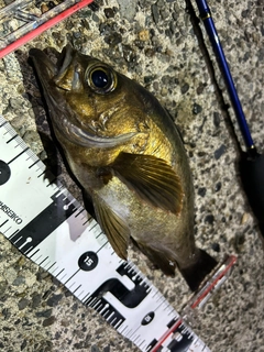 メバルの釣果