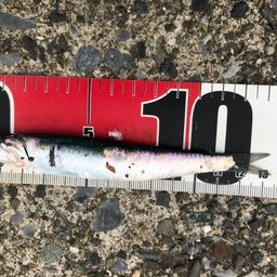 カタクチイワシ