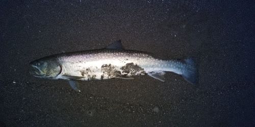 アメマスの釣果