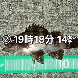 メバル