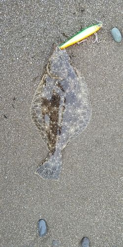ヒラメの釣果