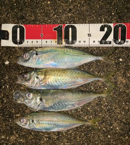 マアジの釣果
