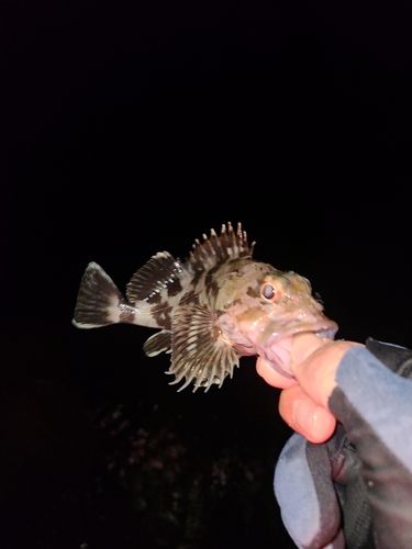 アラカブの釣果
