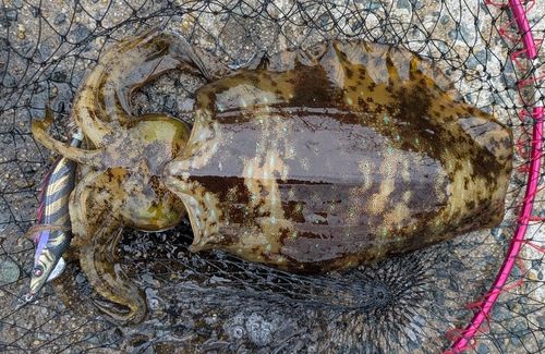 アオリイカの釣果