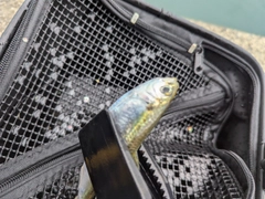 サッパの釣果
