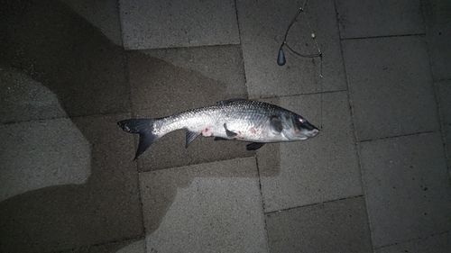 ニゴイの釣果