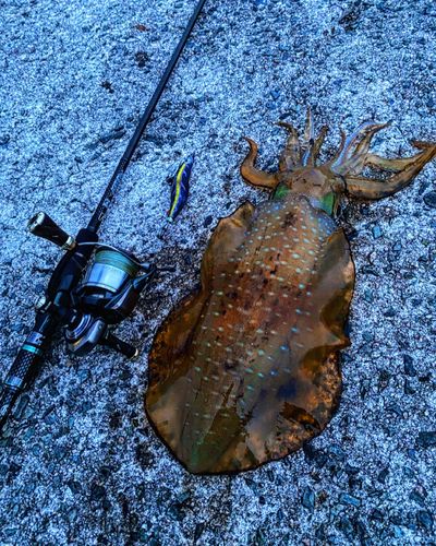 アオリイカの釣果