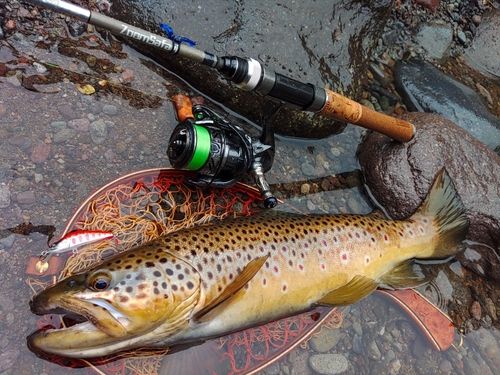 ブラウントラウト