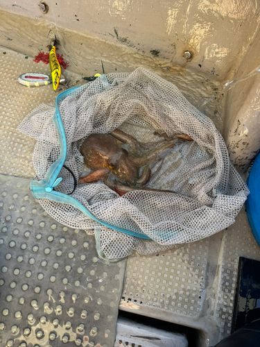 タコの釣果