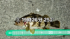 タケノコメバルの釣果