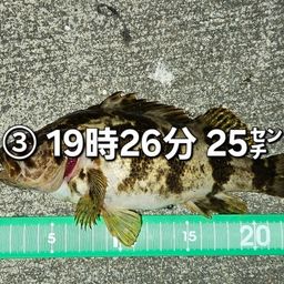 タケノコメバル