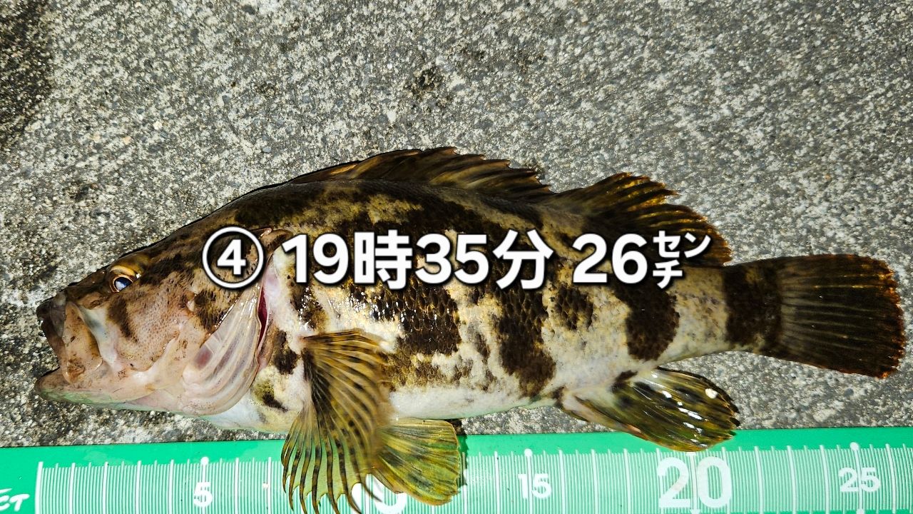 タケノコメバル
