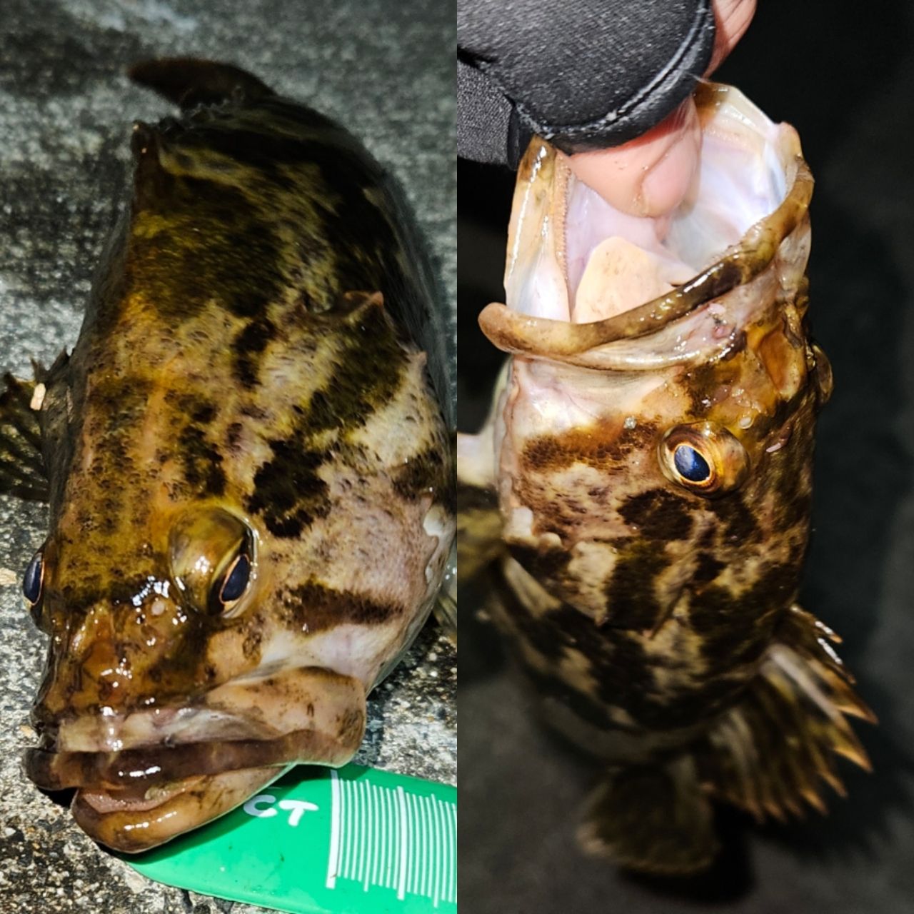 タケノコメバル