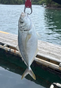 シマアジの釣果
