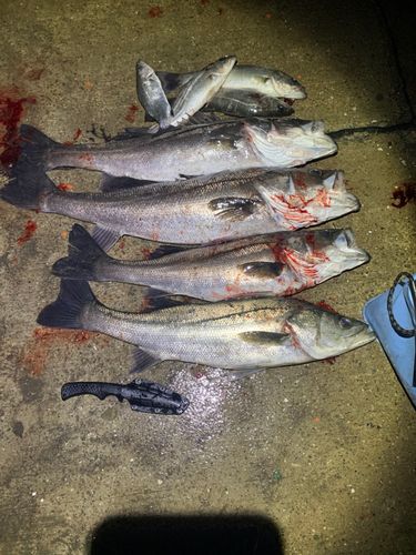 シーバスの釣果