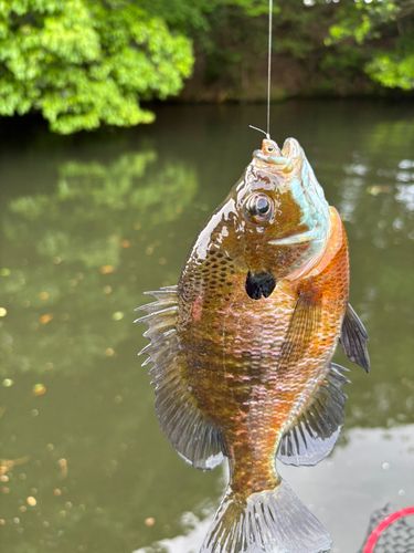 ブルーギルの釣果