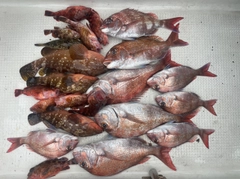タイの釣果