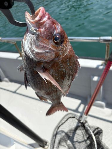 マダイの釣果