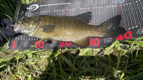 スモールマウスバスの釣果