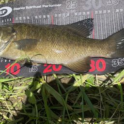 スモールマウスバス