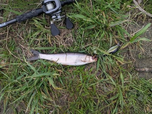 ウグイの釣果