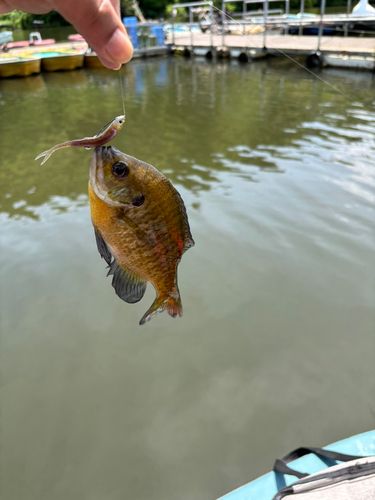 ブルーギルの釣果
