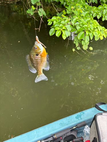 ブルーギルの釣果