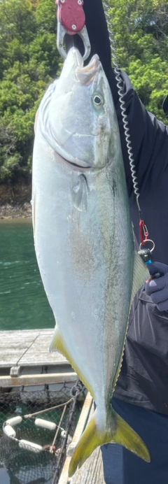 ヒラマサの釣果