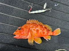 アヤメカサゴの釣果