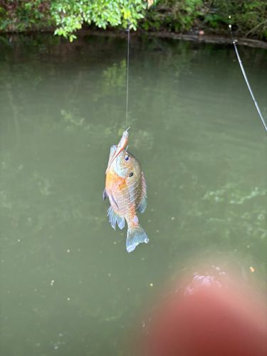 ブルーギルの釣果