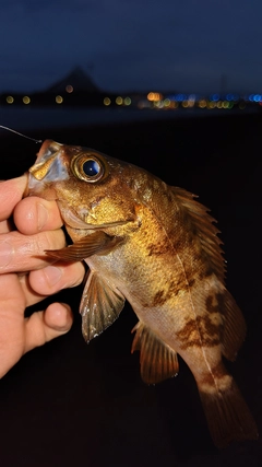 メバルの釣果