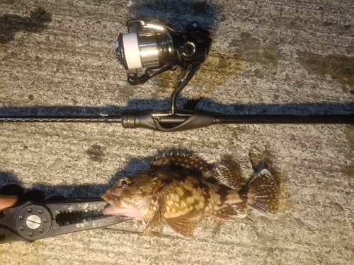 ガシラの釣果