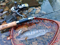 ヤマメの釣果