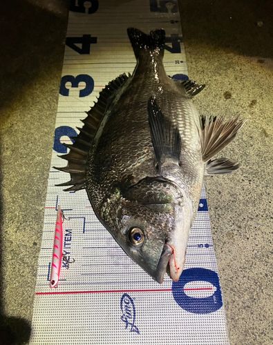 クロダイの釣果